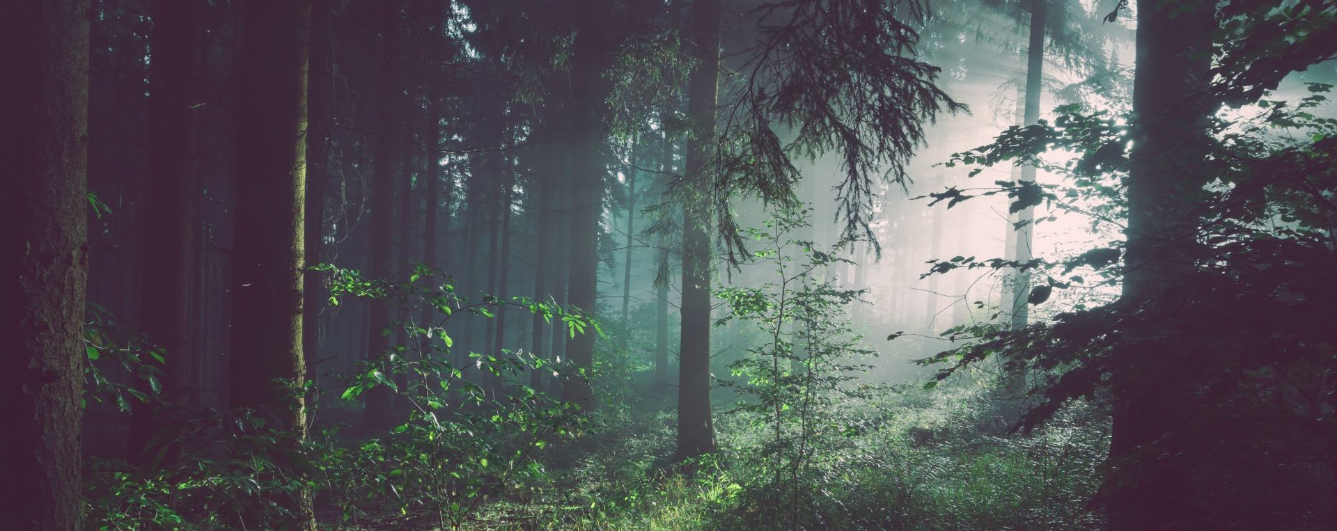 Wycena nieruchomości leśnych